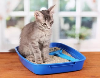 Un chat dans sa litière toute propre - KittySitterMarrakech