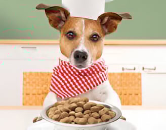 Perro esperando la comida
