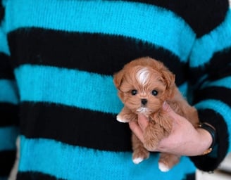 Teacup Maltipoo Puppies for Sale