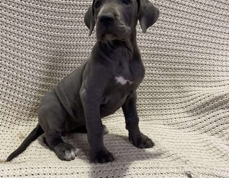 Great Dane Puppies for Sale