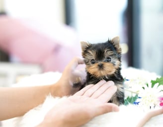 Teacup Yorkies for Sale