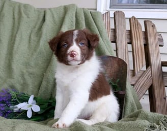 Border Collie Puppies for Sale