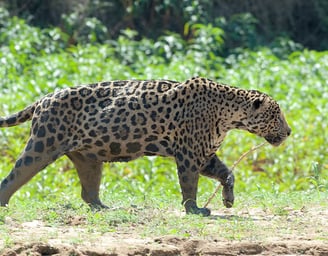 Jaguar Adventure Tour in Pantanal