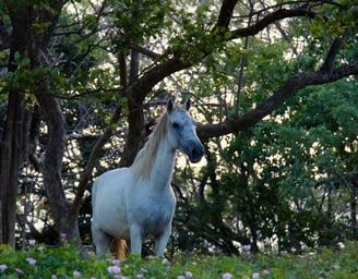 wild horses