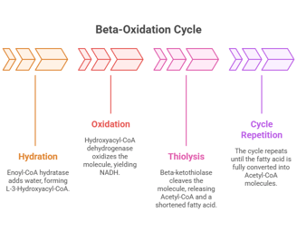 Beta oxidation cycle