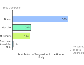 Magnesium distribution in body