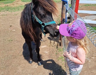 a little girl reaching through a fence to pet a dark brown horse