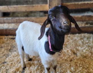 a black and white goat standing in a barn with a happy expression