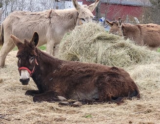 a donkey with a red halterlaying down and a donkey eating hay