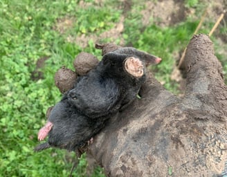 taupe piégée
