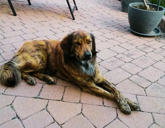 Hund Johnny