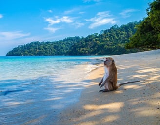 a monkey sitting on a beach in Thailand