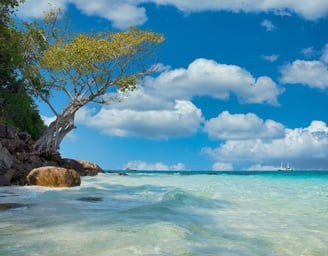 a tree that is sitting on a rock on the beach with turquoise waters
