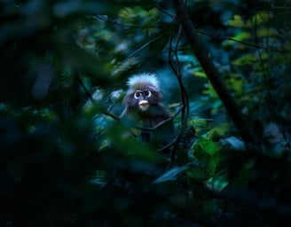a monkey sitting on a tree branch in the middle of a forest