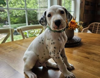 Dalmatian Puppies for Sale