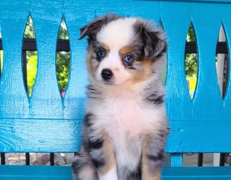 Miniature Australian Shepherd Puppies for Sale