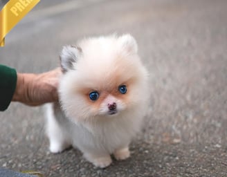 Pomsky Puppies for Sale