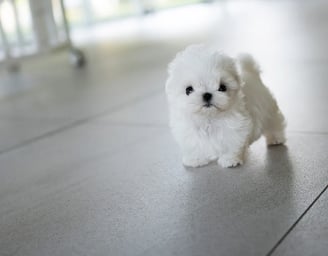 Teacup Maltese Puppies for Sale
