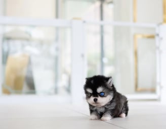 Pomsky Puppies for Sale