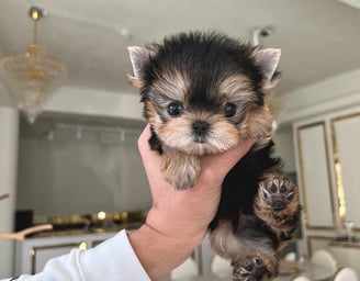 Teacup Morkie puppies for sale