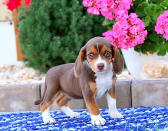  Beagle puppies for sale