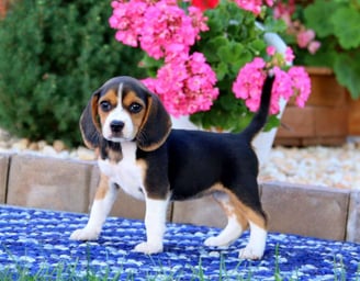 beagle puppies for sale