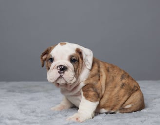 English Bulldog Puppies for Sale