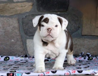 English Bulldog puppies for sale