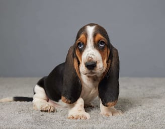 Basset Hound Puppies for Sale