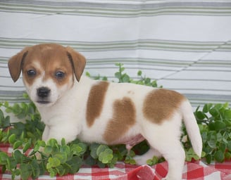 Jack Russell Puppies for Sale
