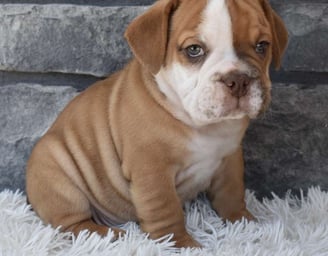 Beabull Puppies for Sale