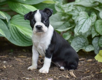 Boston Terrier Puppies for Sale