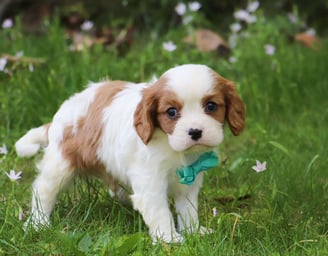 Cavalier King Charles Spaniel Puppies for Sale