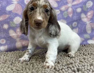 Dachshund puppies for sale