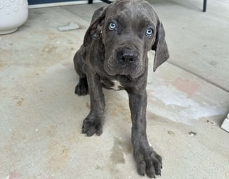 Cane Corso Puppies for Sale