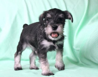 Schnauzer Puppies for Sale