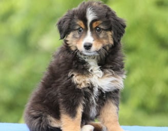 Australian Shepherd Puppies for Sale