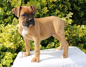 Boxer Puppies for Sale