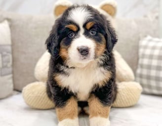 Bernese Mountain puppies for sale