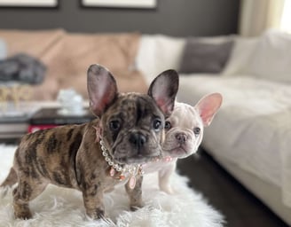 French Bulldog Puppies for Sale
