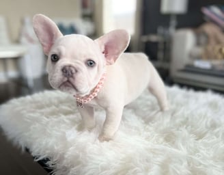 French Bulldog Puppies for Sale