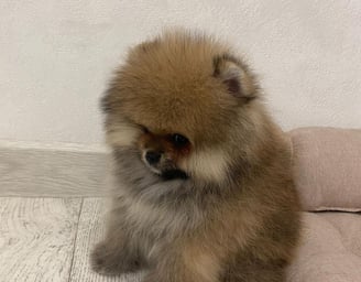 Teacup Pomeranian Puppies for Sale