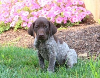 German Shorthaired Pointer Puppies for Sale 