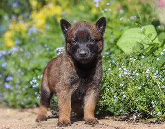 Belgian Malinois Puppies for Sale