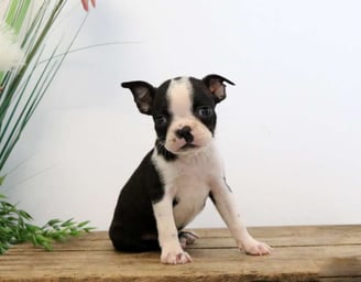 Boston Terrier Puppies for Sale