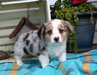 Pembroke Welsh Corgi Puppies for Sale