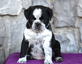 Pug Puppies for Sale