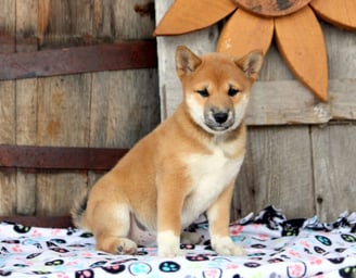Shiba Inu puppies for sale