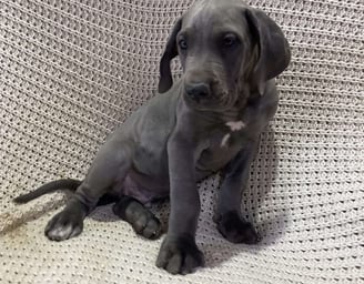 Great Dane Puppies for Sale