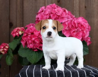 Jack Russell puppies for sale